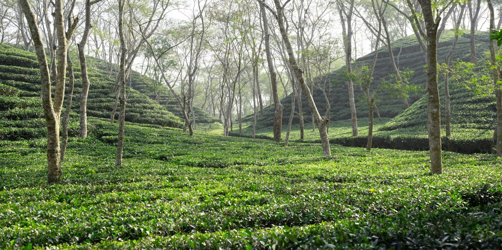 Rolling green tea garden hills in Sylhet, Bangladesh