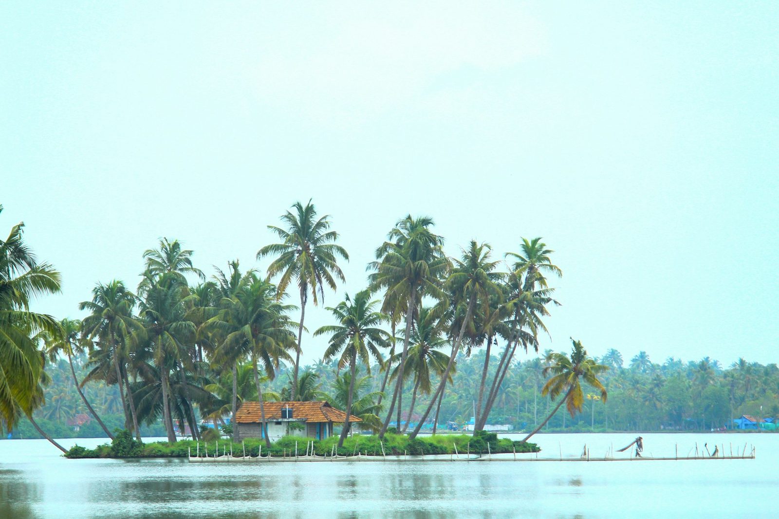 Coconut palms along the Kerala backwaters in southern India